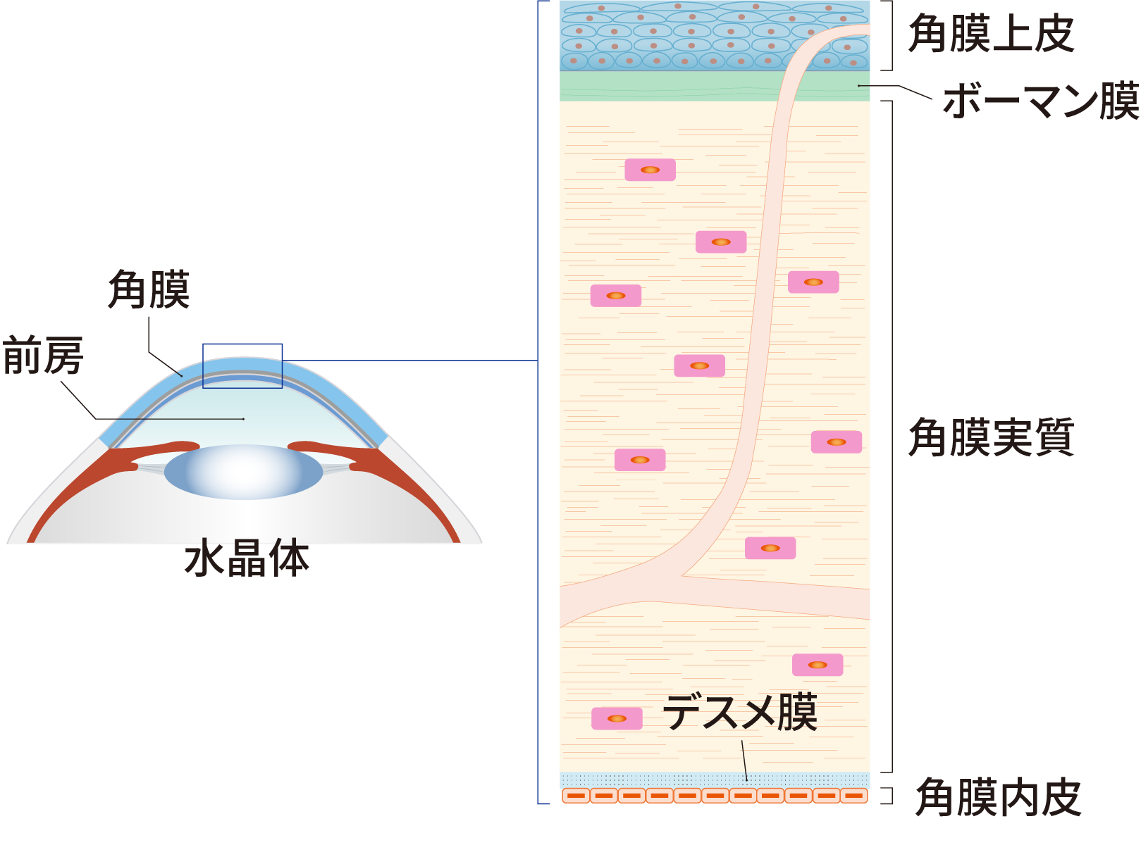 角膜の構造